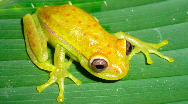 Hypsiboas punctatus