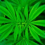 Cannabis Sativa - Plantas medicinais