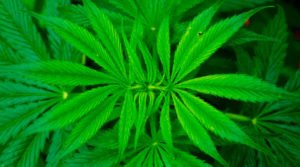 Cannabis Sativa - Plantas medicinais