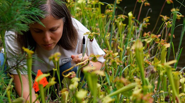Código Internacional de Nomenclatura Botânica