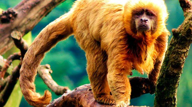 Nomenclatura binomial