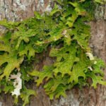 bioindicador - líquen - Bioindicadores