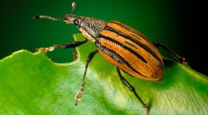 Genética ecológica 