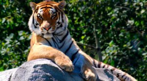 Documentário Fauna e flora da Tailândia