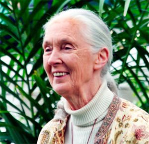 Jane Goodall