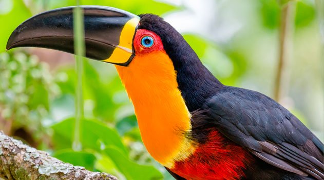 Tucano de bico preto. Mata atlântica