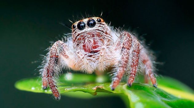 Visão - Olhos da aranha - Documentário Evolução dos olhos