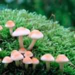 O Mundo Secreto dos Fungos