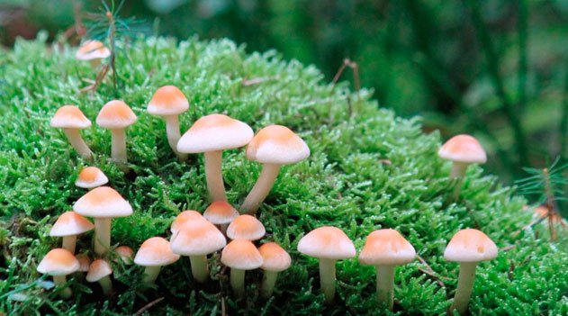 O Mundo Secreto dos Fungos