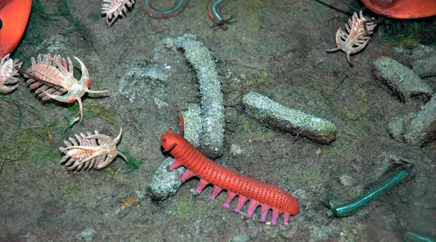 Como a vida começou