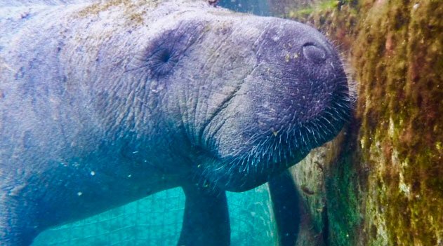 Peixe-boi é devolvido à natureza