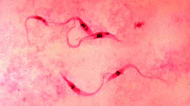 Trypanosoma cruzi protozoário causador da Doença de Chagas