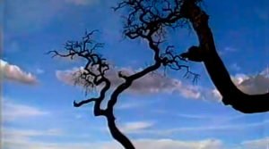 Documentário Plantas e ervas do Cerrado