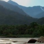 Mata Atlântica e os ciclos da vida