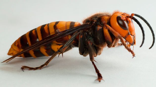 Vespa mandarinia japonica