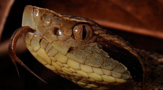 Jararaca - Bothrops jararaca