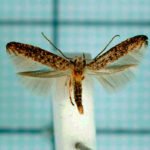 Micromariposas - Gracillariidae