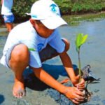 plantando no mangue - Projeto de recuperação de manguezais