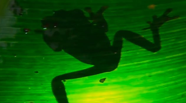 Universo dos Anfíbios