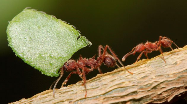 Saúvas cultivam diversos fungos