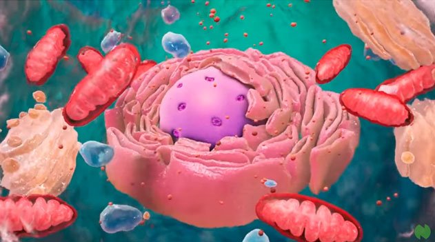 A Célula e suas organelas