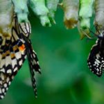 Metamorfose de borboleta, inseto