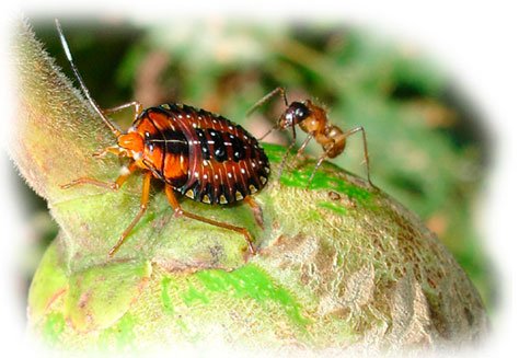 Percevejo parasitando o pequizeiro