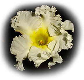 Flor do Velame branco