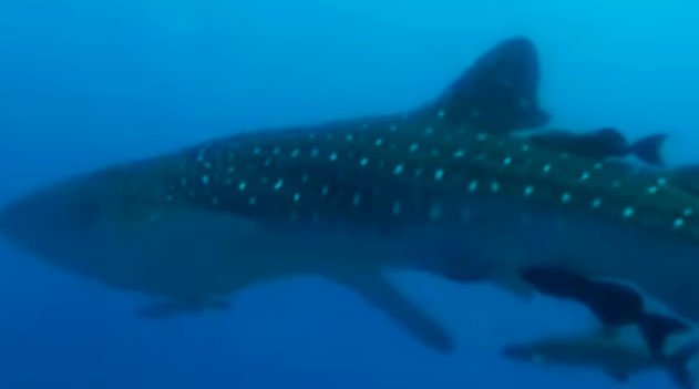 A aparição do Tubarão-baleia