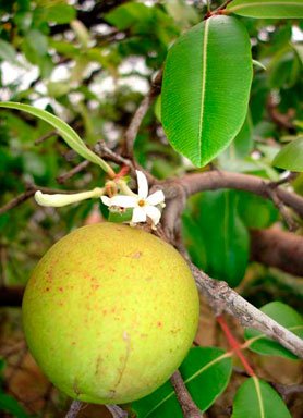 Fruto da mangabeira - mangaba