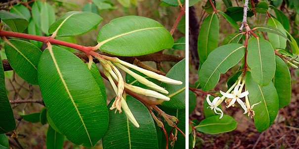 flores da mangabeira - mangaba