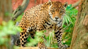 Dia Internacional da Onça-Pintada - 29 de novembro