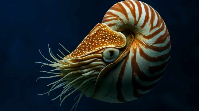 Nautilus - Fóssil vivo