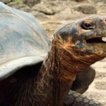 Uma nova Origem das Espécies