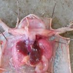 Vivissecção - Sapo