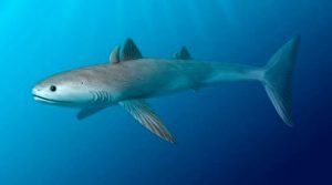 Cladoselache: Evolução dos tubarões
