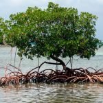 Mangue - A erosão das praias brasileiras