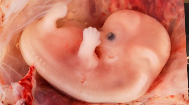 Da fecundação ao nascimento