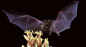 Ecologia e evolução