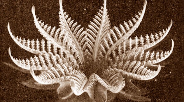 Importância da Paleobotânica