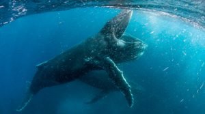 Nosso Planeta - Baleia Azul