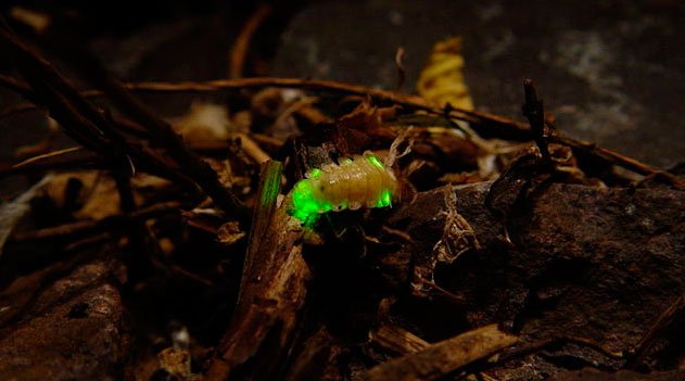 Segredos das cores do vagalume