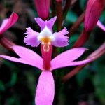 As aparências enganam