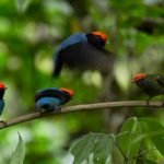 Reserva brasileira é destaque na Netflix