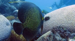 Biodiversidade marinha no Brasil