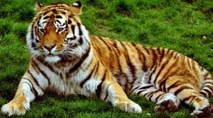 Evolução dos Felinos