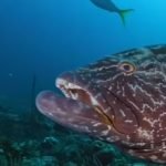 Os corais das Bahamas