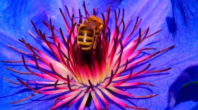 Artimanhas das flores