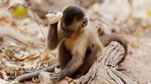 As ferramentas do macaco-prego