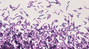 Bactérias aliadas da medicina